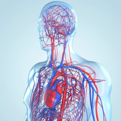 Terapia neural Mejora circulacion sanguinea